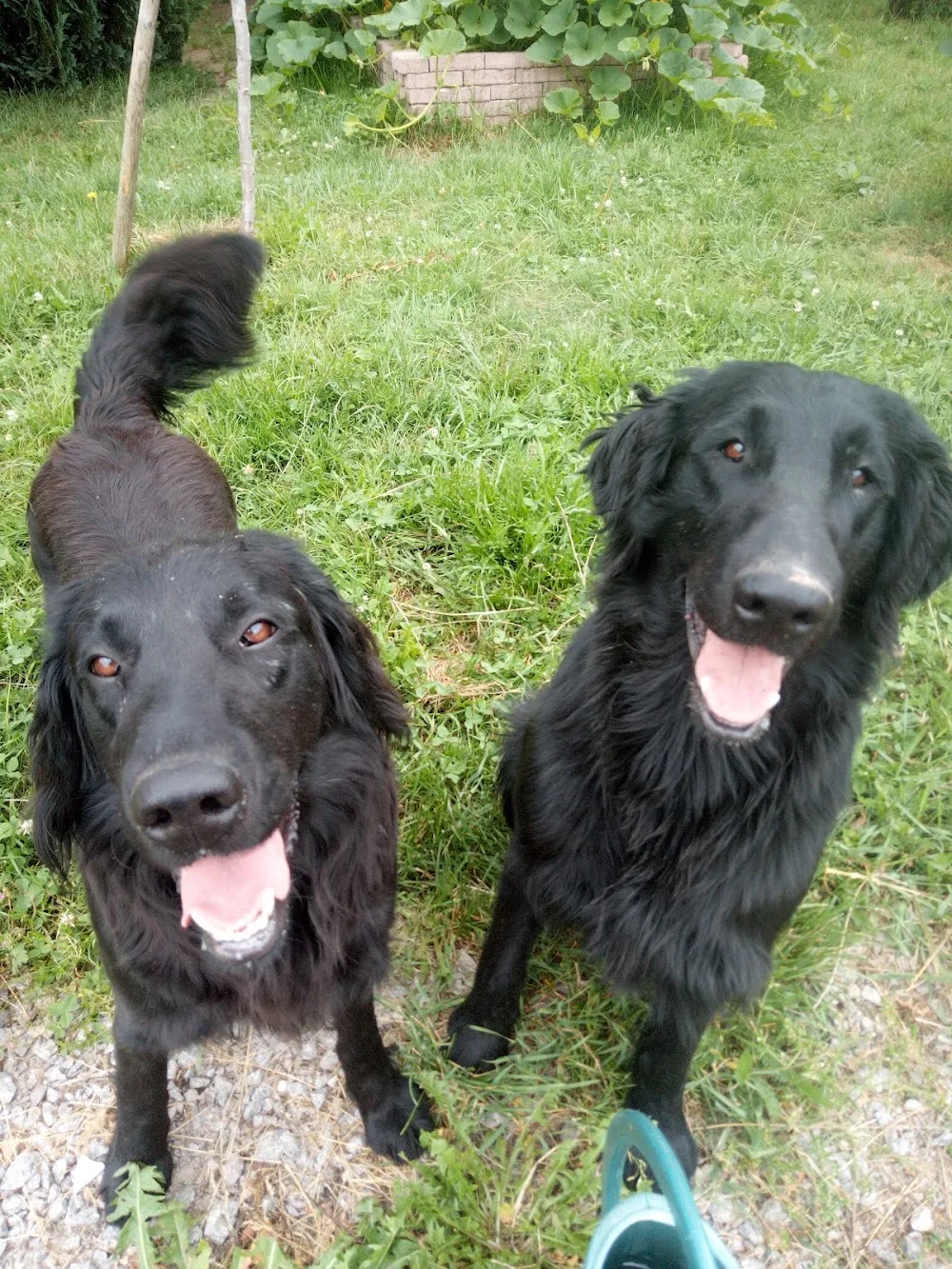 Pension canin et éducateur canin Le Domaine des Amarock's - Bas-Rhin pet otel