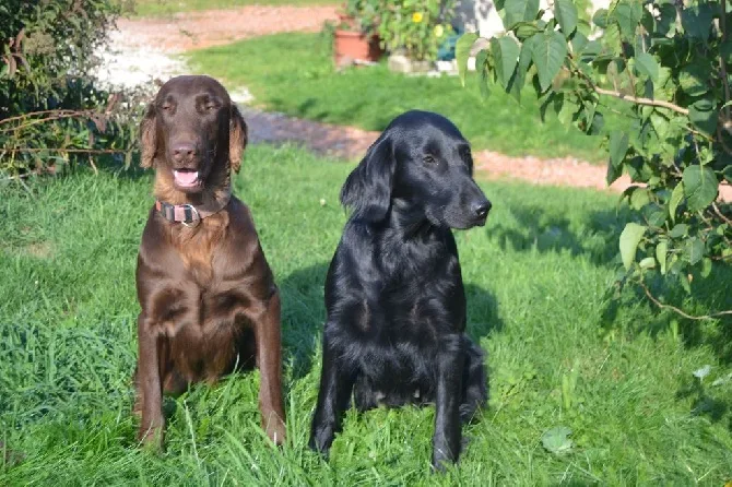 Pension canin et éducateur canin Le Domaine des Amarock's - Bas-Rhin pet otel görseli 3