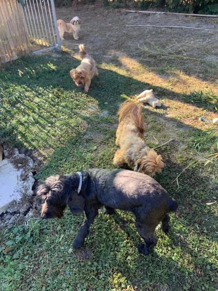 Pension canine chien zen - Bas-Rhin pet otel