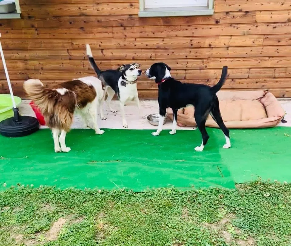 Pension canine chien zen - Bas-Rhin pet otel görseli 3