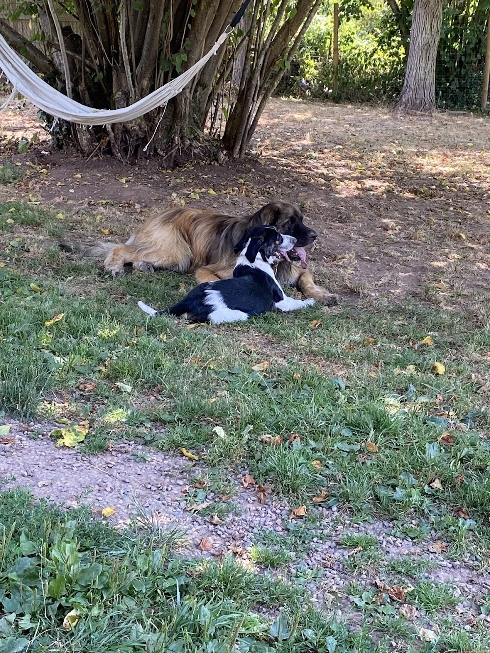 Pension canine et féline Pas à Pattes - Bas-Rhin pet otel görseli 3