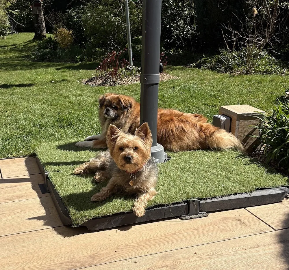 Pension canine familiale Vosges - Bas-Rhin pet otel
