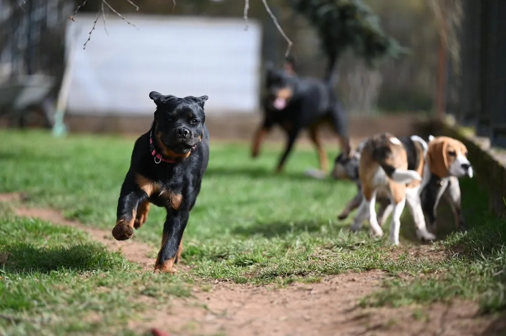Pension canine Naïs & Dogs - Bas-Rhin pet otel