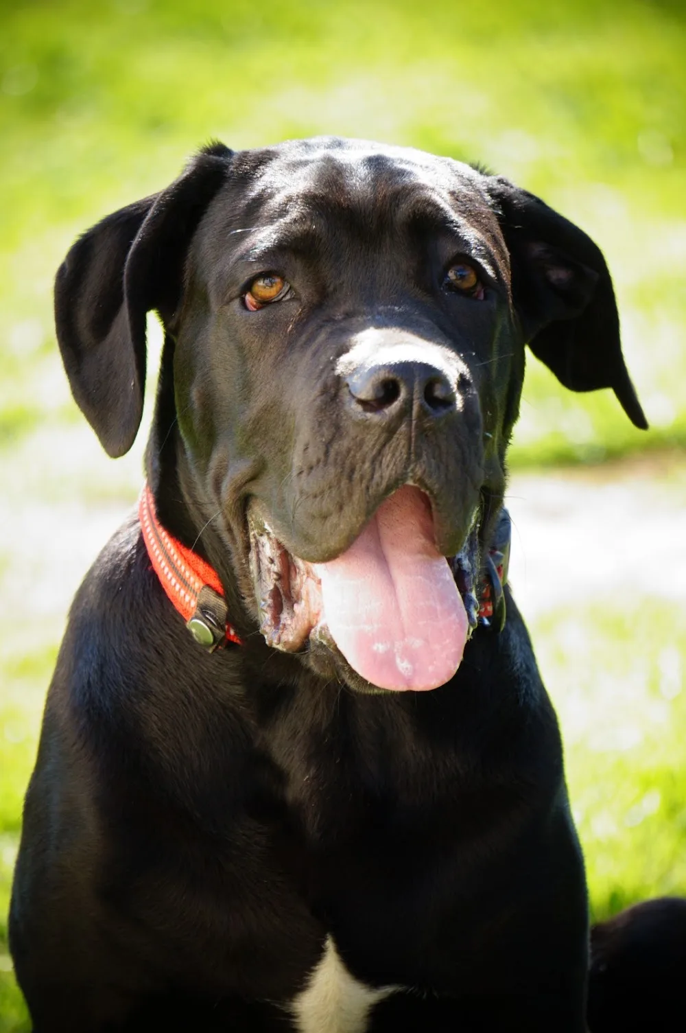 Pension canine Naïs & Dogs - Bas-Rhin pet otel görseli 3