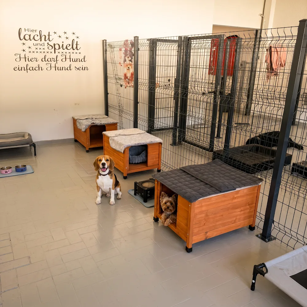 Happy Paws Swiss GmbH - Basel-Land pet otel görseli 3