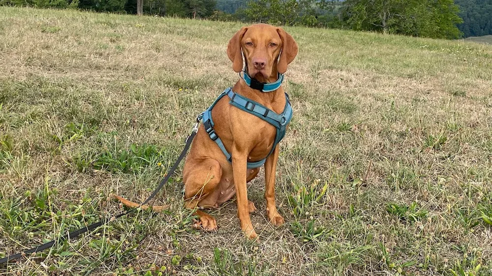 Hundebetreuung Tanja - Basel-Land pet otel görseli 3
