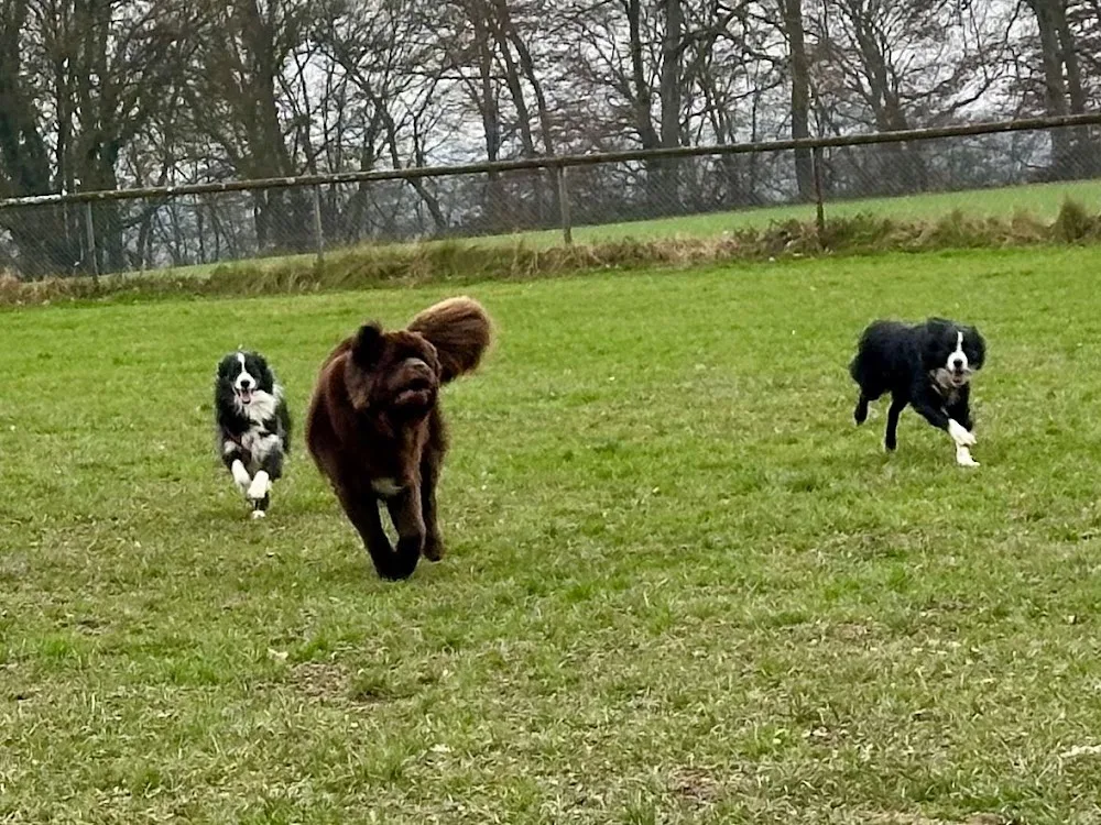 Hundebetreuungsdienst Anihome GmbH - Basel-Land pet otel