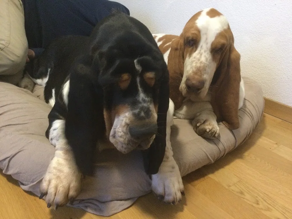 Hundebetreuungsdienst Anihome GmbH - Basel-Land pet otel görseli 4