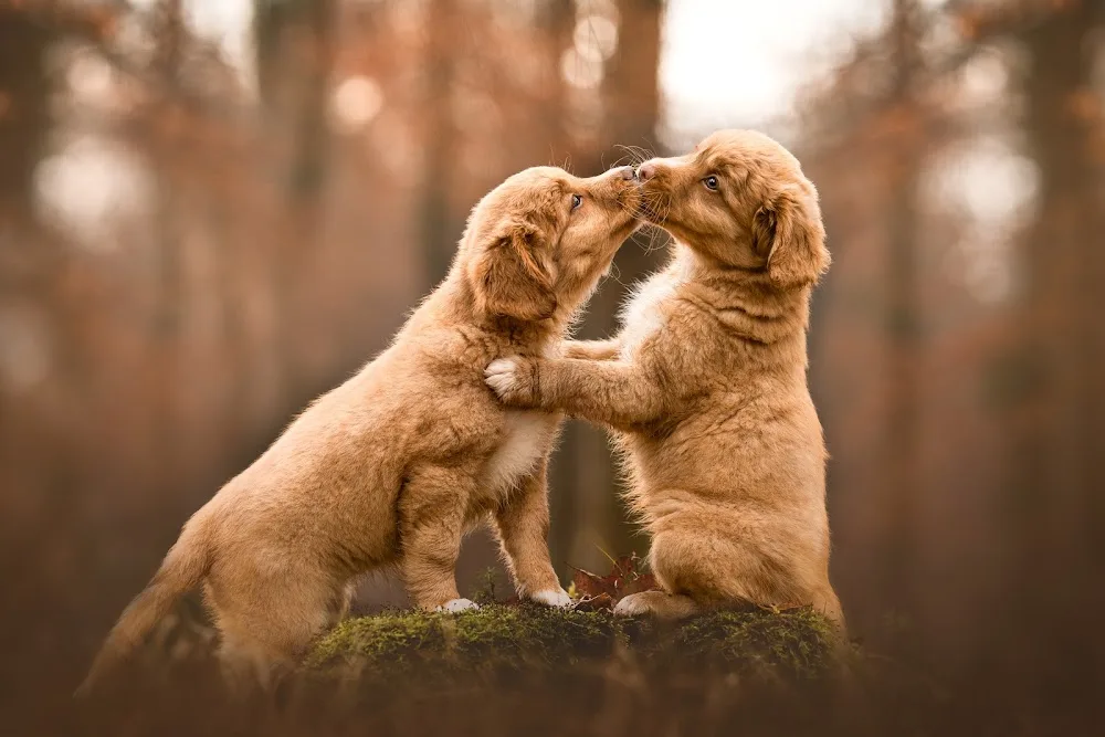 Hundepark Nenzlingen - Basel-Land pet otel görseli 3
