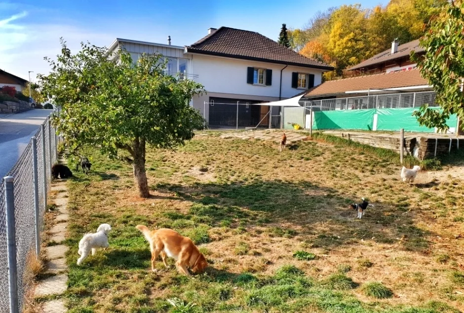 Hundepension Baschung - Basel-Land pet otel