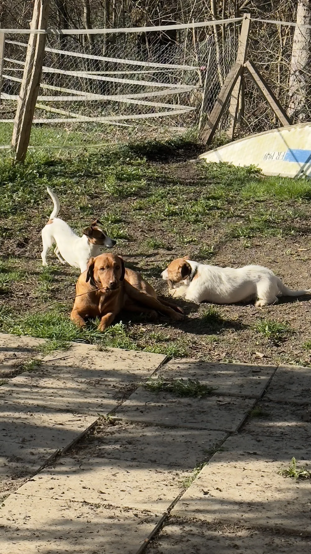 Hundepension Pintas - Basel-Land pet otel