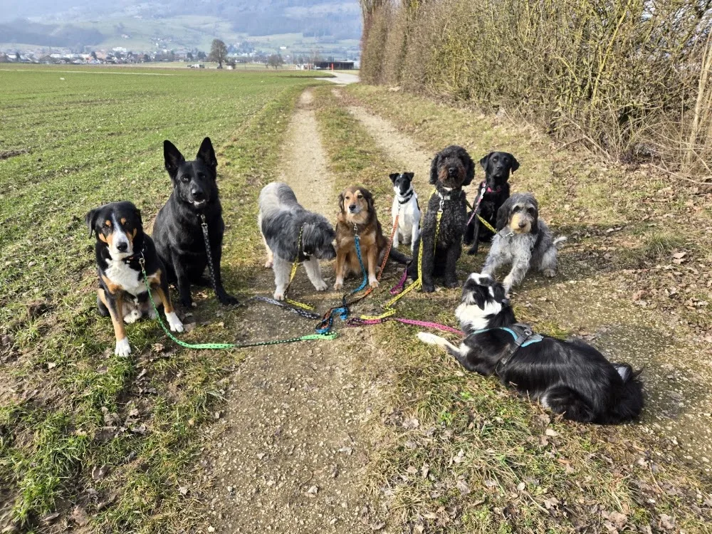 Hundepower Flück - Basel-Land pet otel