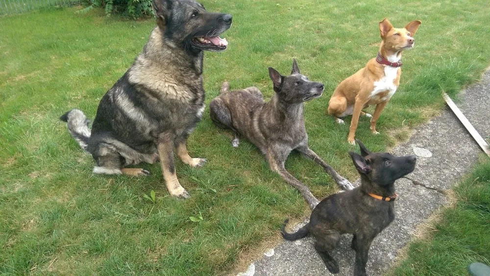 Hundepower Flück - Basel-Land pet otel görseli 3