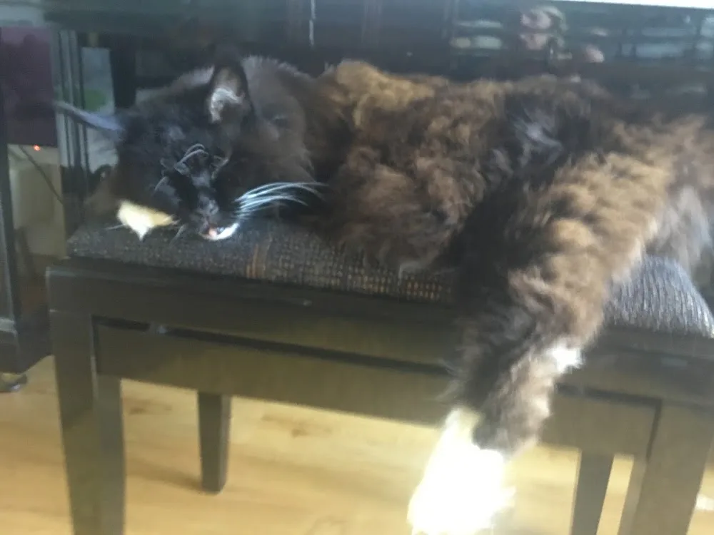 katzenpflegestelle engels - Basel-Land pet otel görseli 3