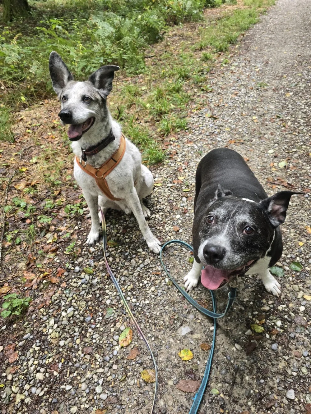 Nicole's Hundepension - Basel-Land pet otel
