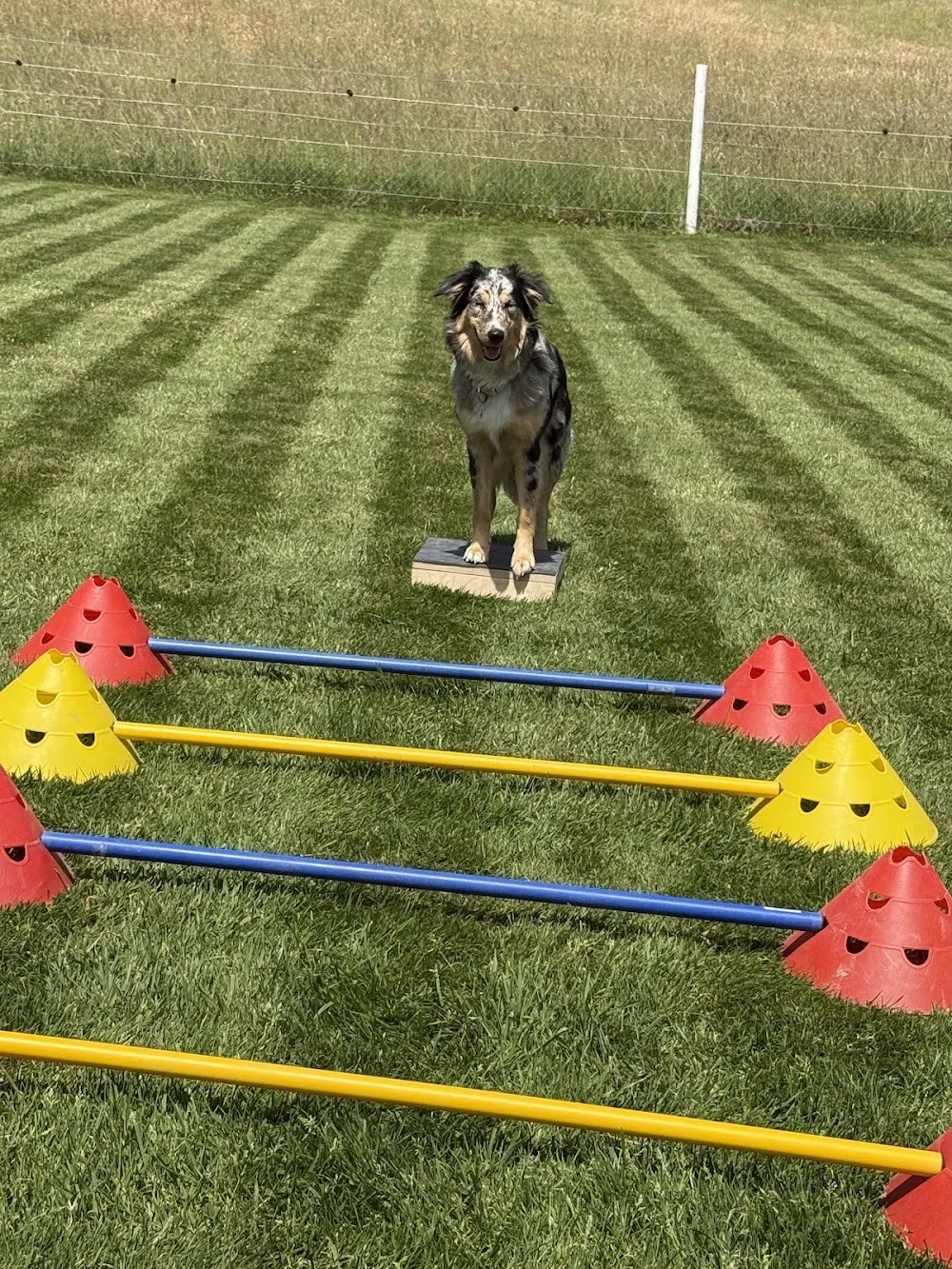 Upper Rock Ranch Hundewelt Pension & Hundeschule - Basel-Land pet otel görseli 2