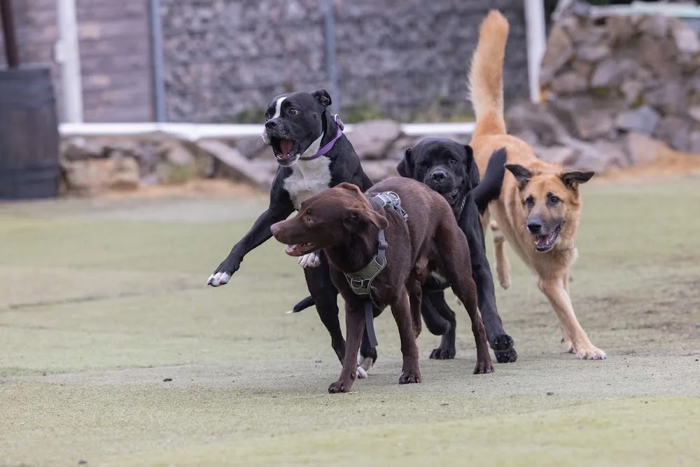 Upper Rock Ranch Hundewelt Pension & Hundeschule - Basel-Land pet otel görseli 5