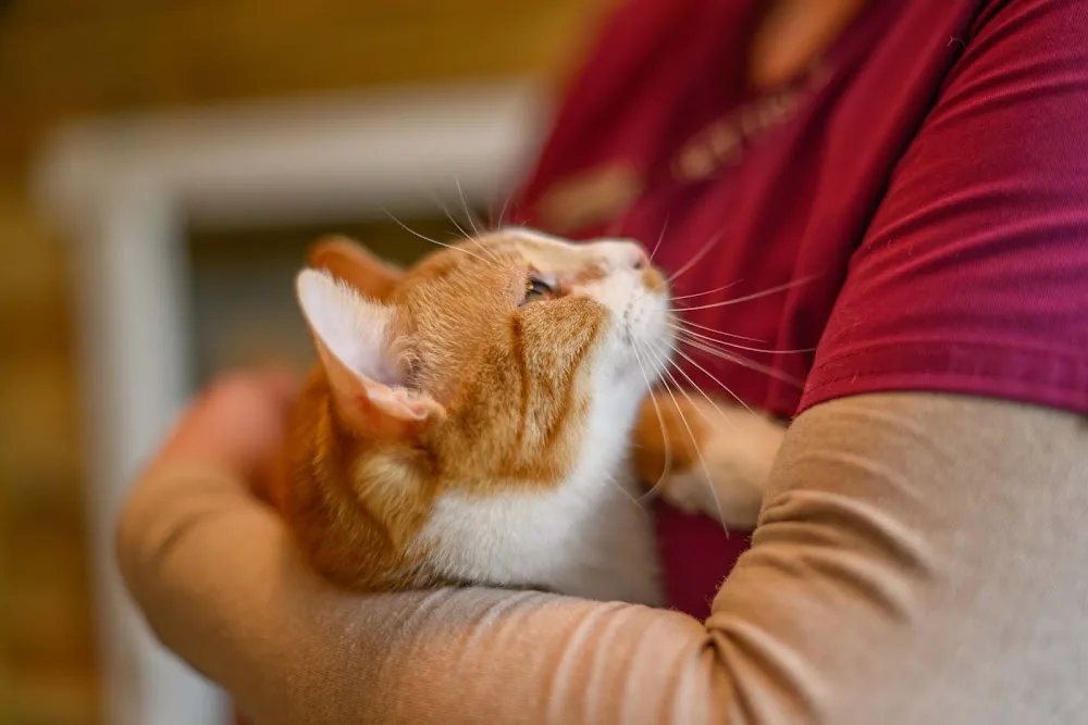 VetTrust Katzenhotel Oensingen - Basel-Land pet otel görseli 3