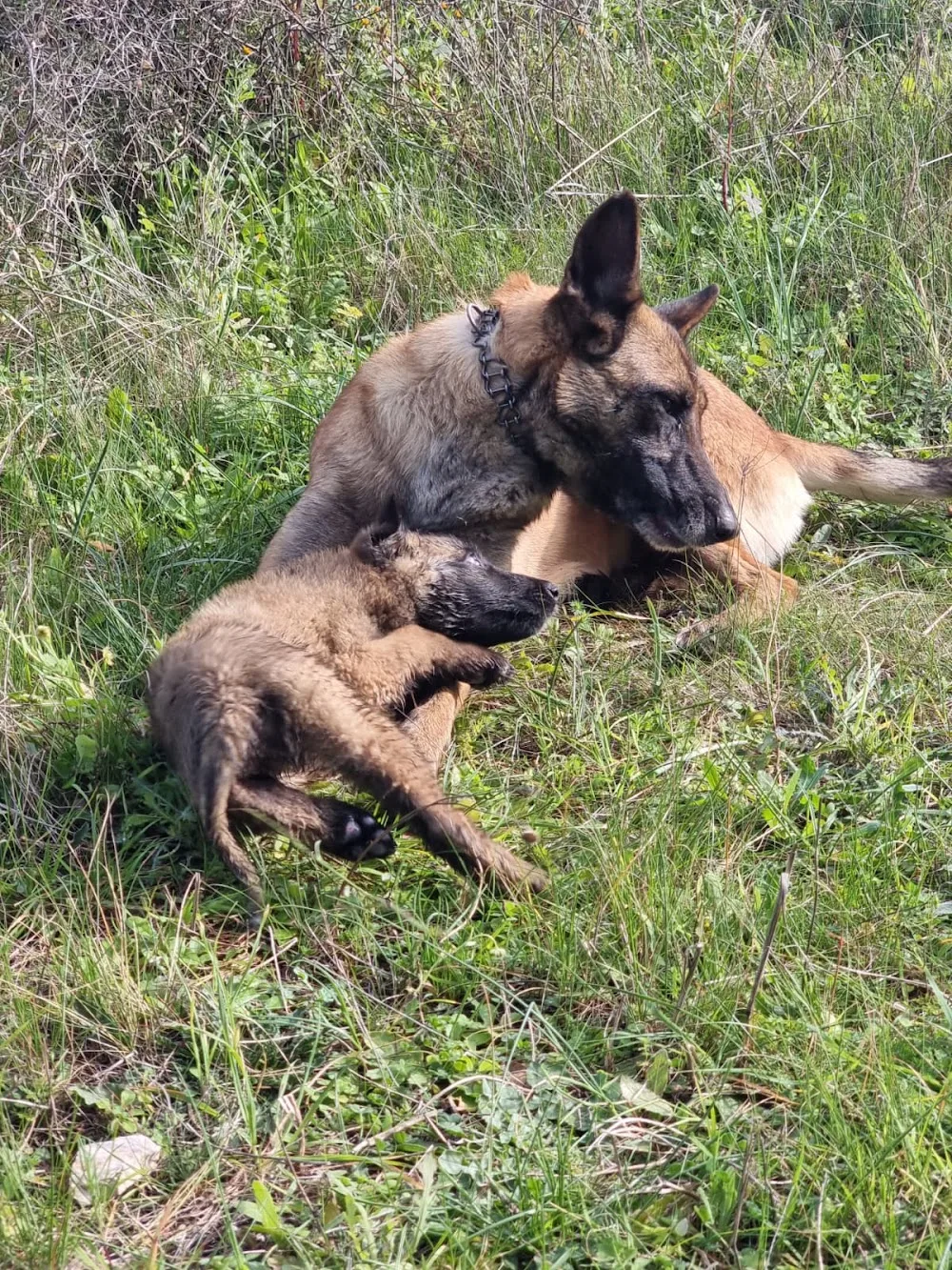 Allevamento Pastore Belga Malinois di Villa Selen Puglia Basilicata Calabria - Basilicata pet otel