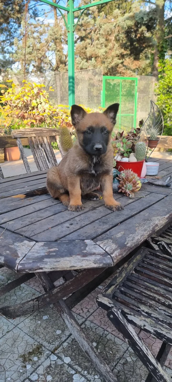 Allevamento Pastore Belga Malinois di Villa Selen Puglia Basilicata Calabria - Basilicata pet otel görseli 3