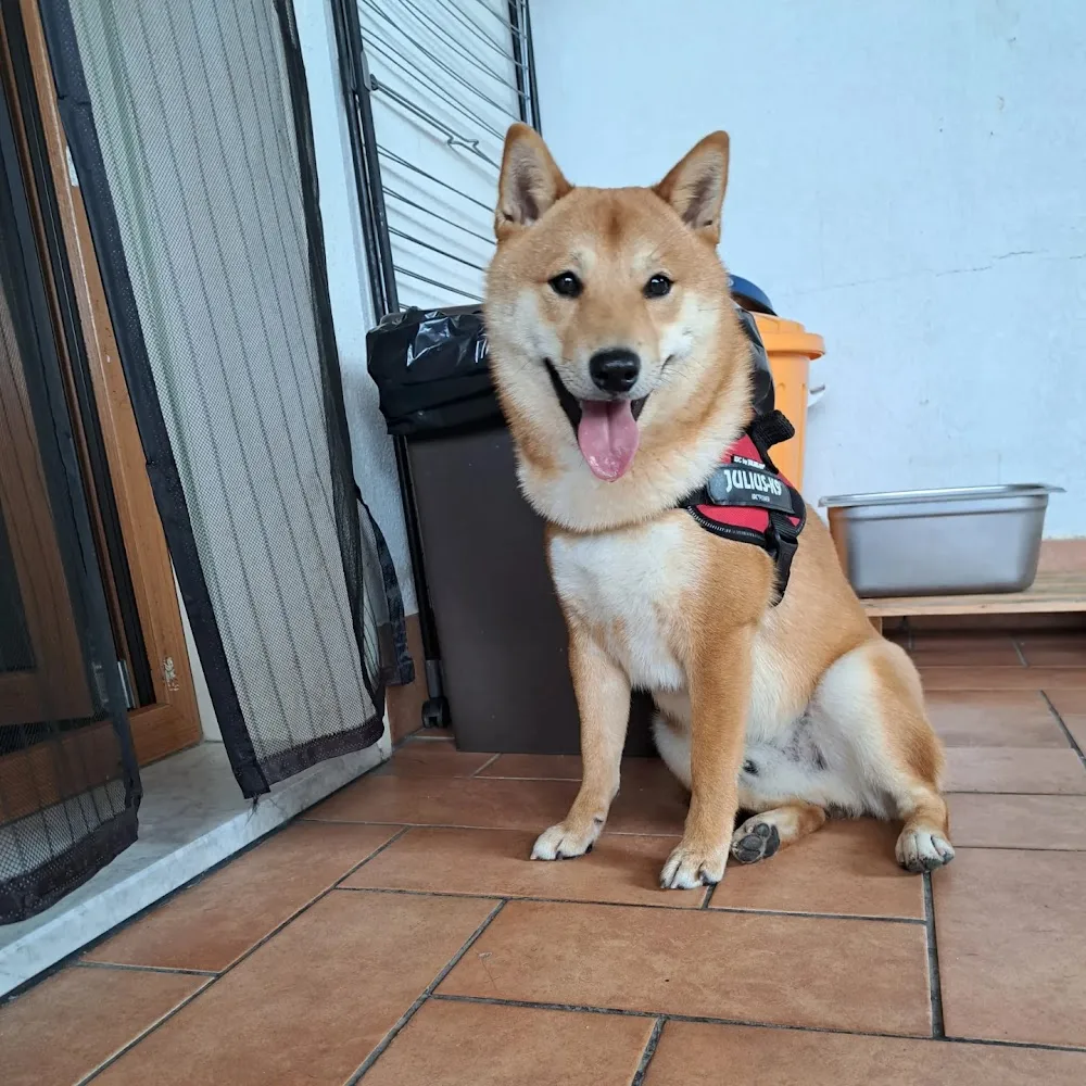 DOG FAMILY - Basilicata pet otel