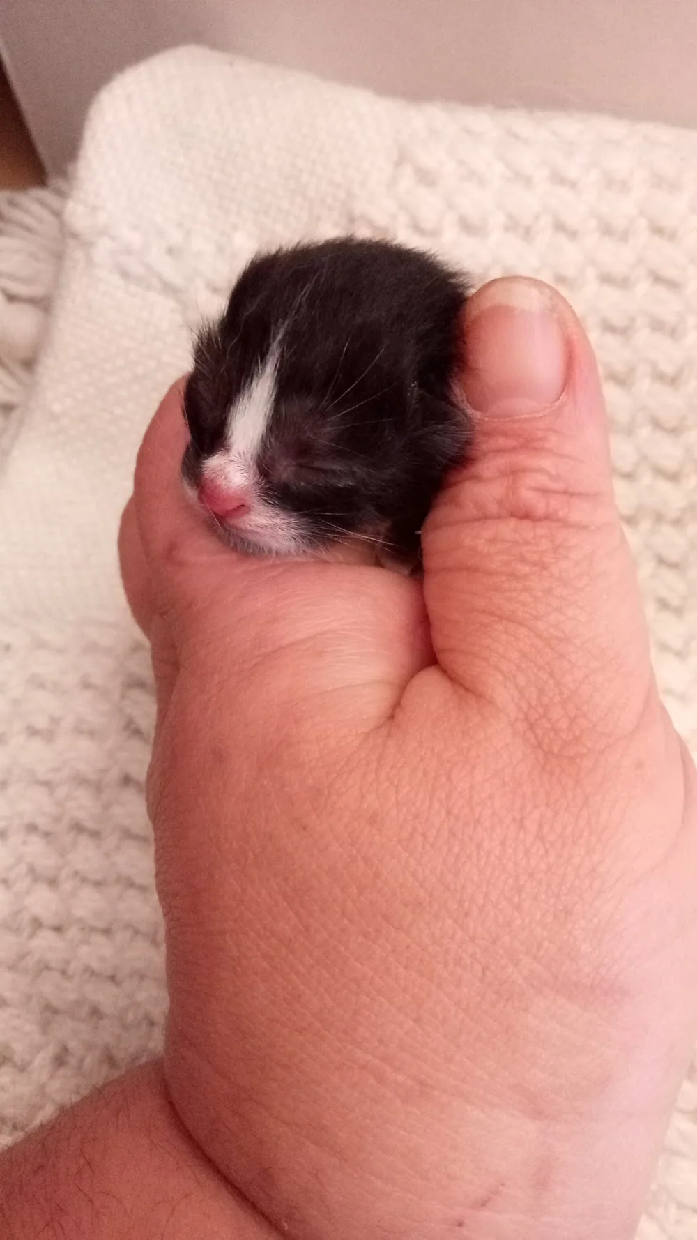 I gatti di Anna - Basilicata pet otel
