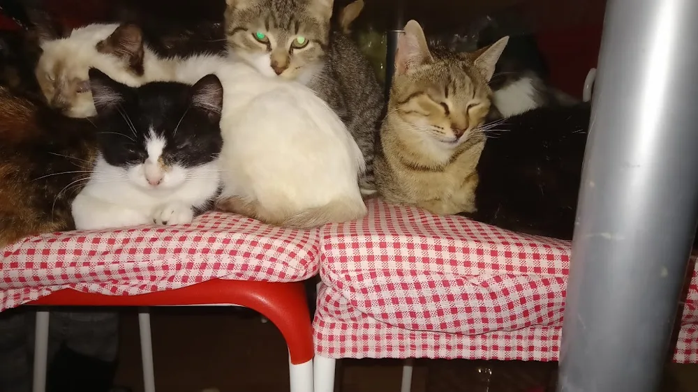 I gatti di Anna - Basilicata pet otel görseli 3