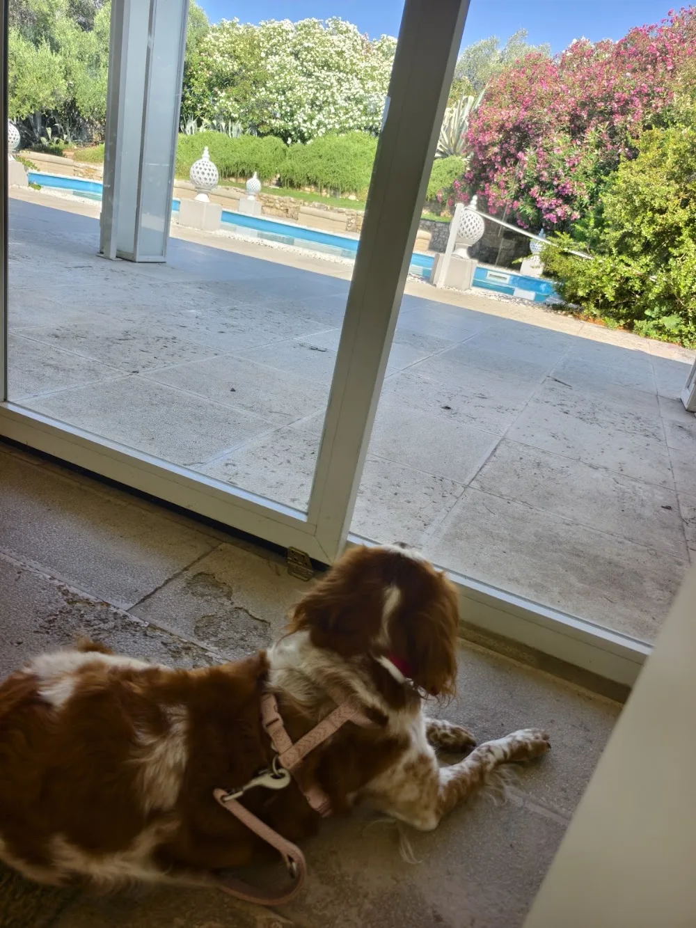 Luca - Servizi cinofilia Bari - Basilicata pet otel