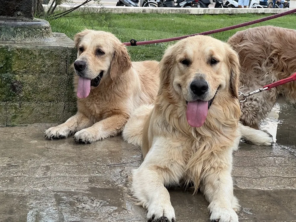 Molto più che Dog Sitter - Basilicata pet otel görseli 3