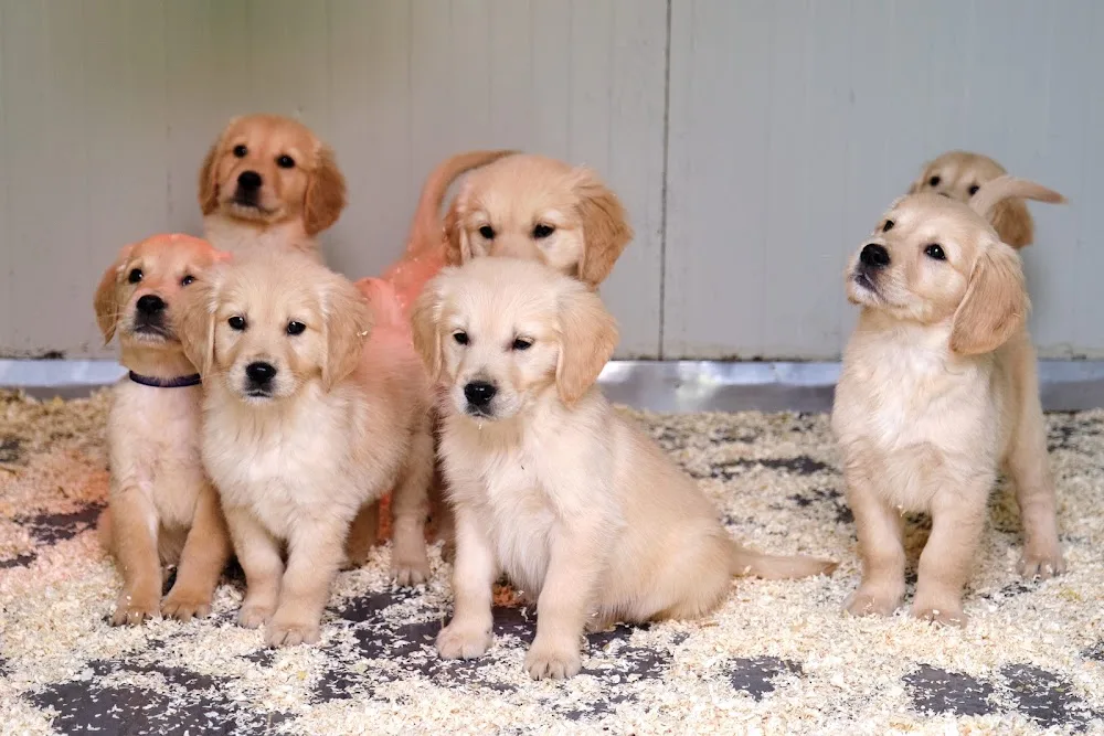 Pensione per Cani e Gatti di Casa Sapienza e Allevamenti Labrador , Golden, Barboncini a Potenza - Basilicata pet otel