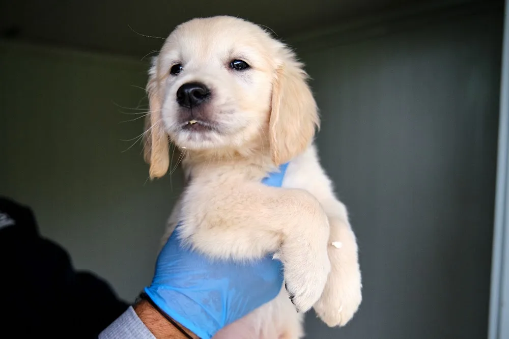 Pensione per Cani e Gatti di Casa Sapienza e Allevamenti Labrador , Golden, Barboncini a Potenza - Basilicata pet otel görseli 5