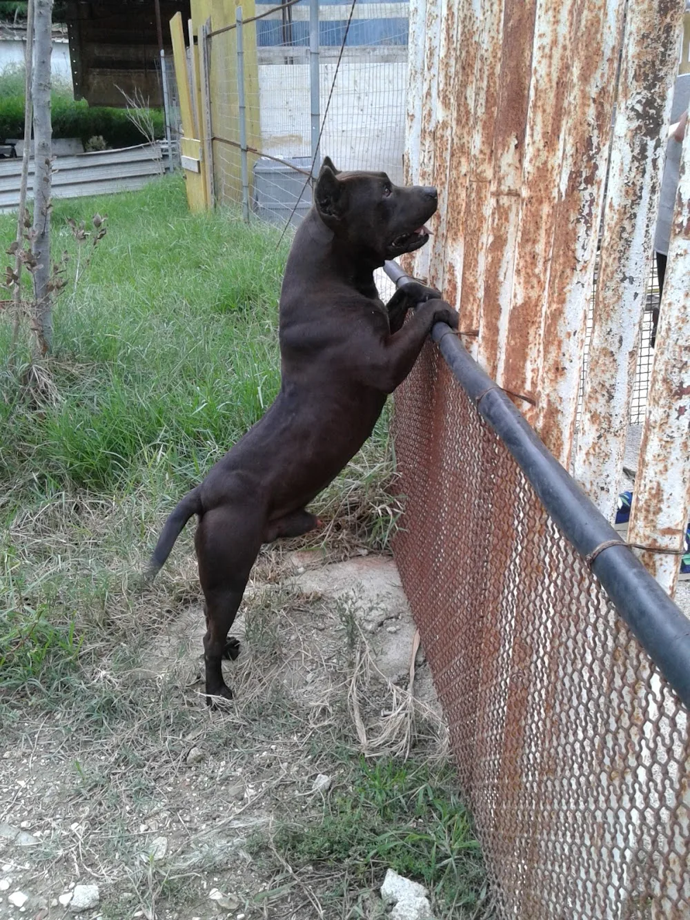 pensione per cani - Basilicata pet otel görseli 3