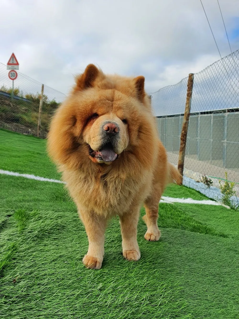Sirio Pensione Per Cani - Basilicata pet otel görseli 3