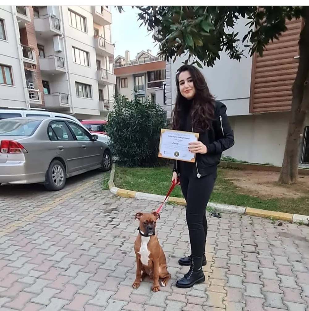 Başkan DogClub - Gebze Köpek Eğitimi & Köpek Oteli - Kocaeli pet otel görseli 3