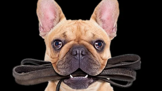 Başkan K9 Gebze Köpek OTELİ KÖPEK EĞİTİMİ - Kocaeli pet otel