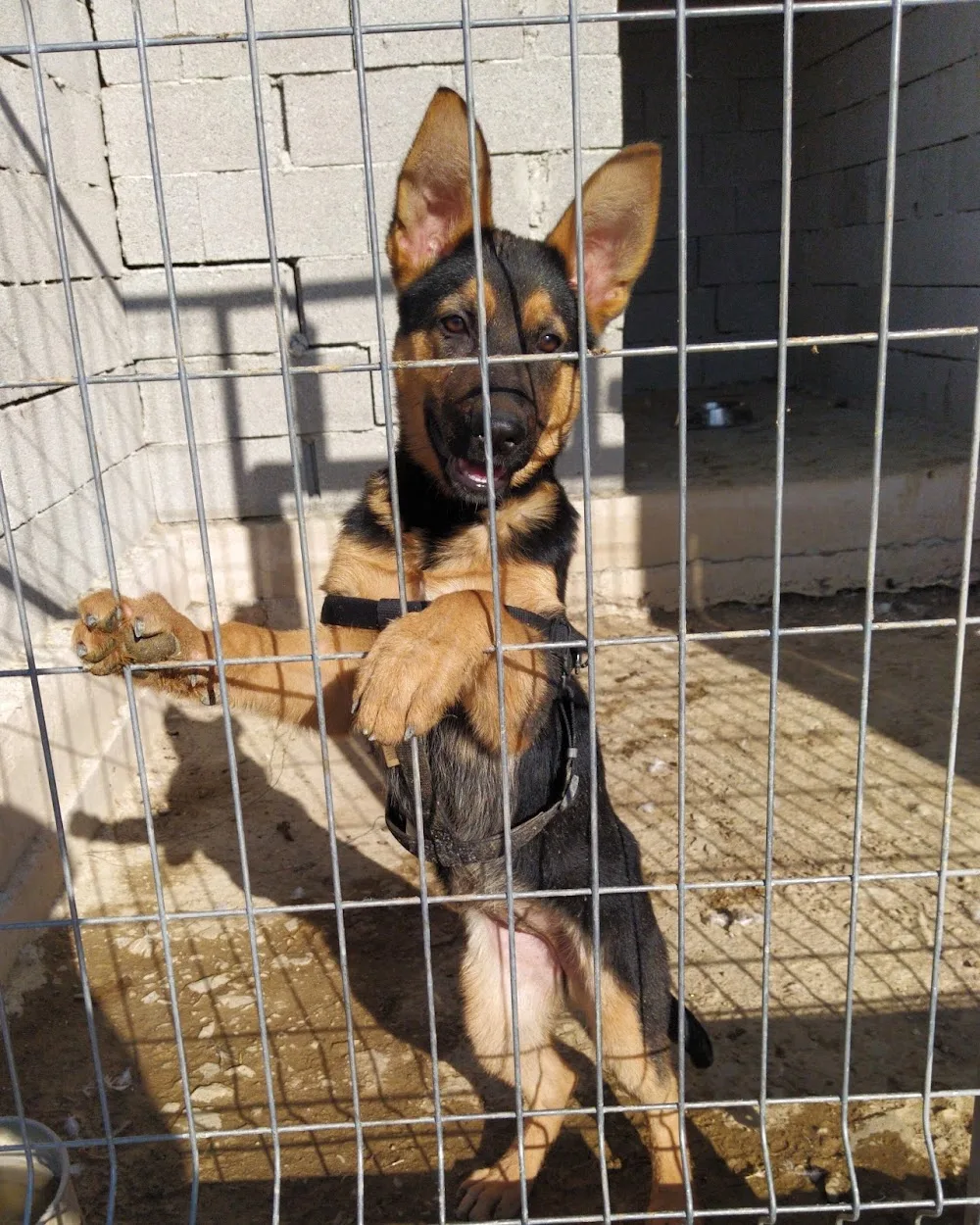Başkent köpek Sevenler Bakım Koruma Eğitim ve Yardımlaşma Derneği Oteli - Ankara pet otel görseli 3