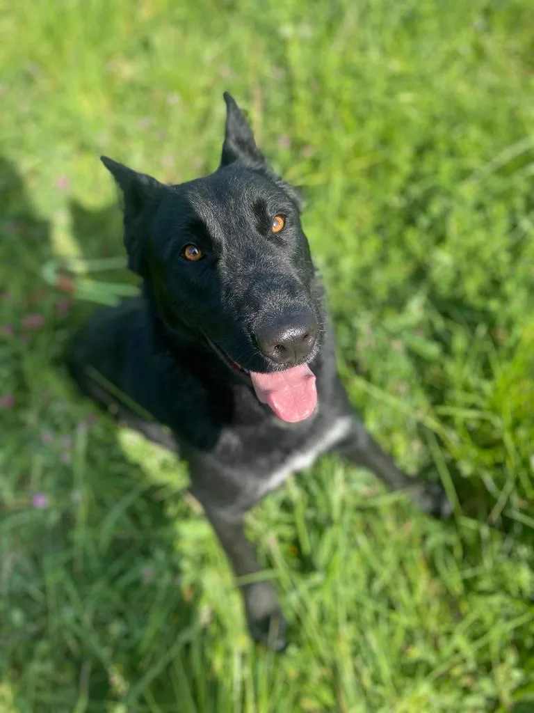 Akindi Bizkaia – Hotel canino - Basque Country pet otel görseli 3