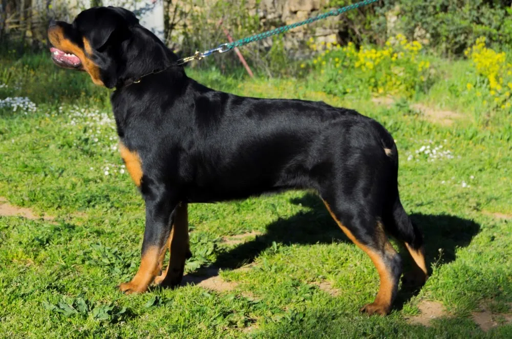Centro Canino Berquir - Basque Country pet otel görseli 3