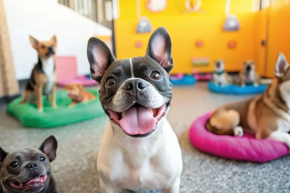 dogetxea - Basque Country pet otel görseli 2
