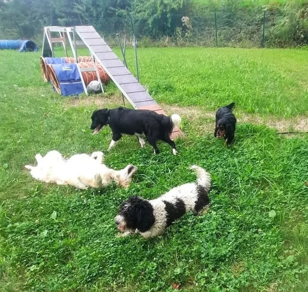 Kabican/ Hotel y Guardería Canina - Basque Country pet otel