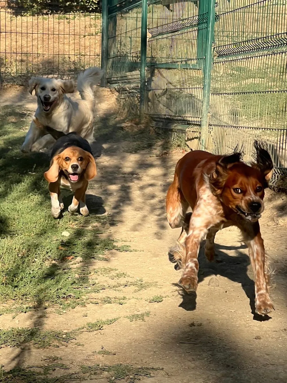 Kinder Pet Hotel - Basque Country pet otel