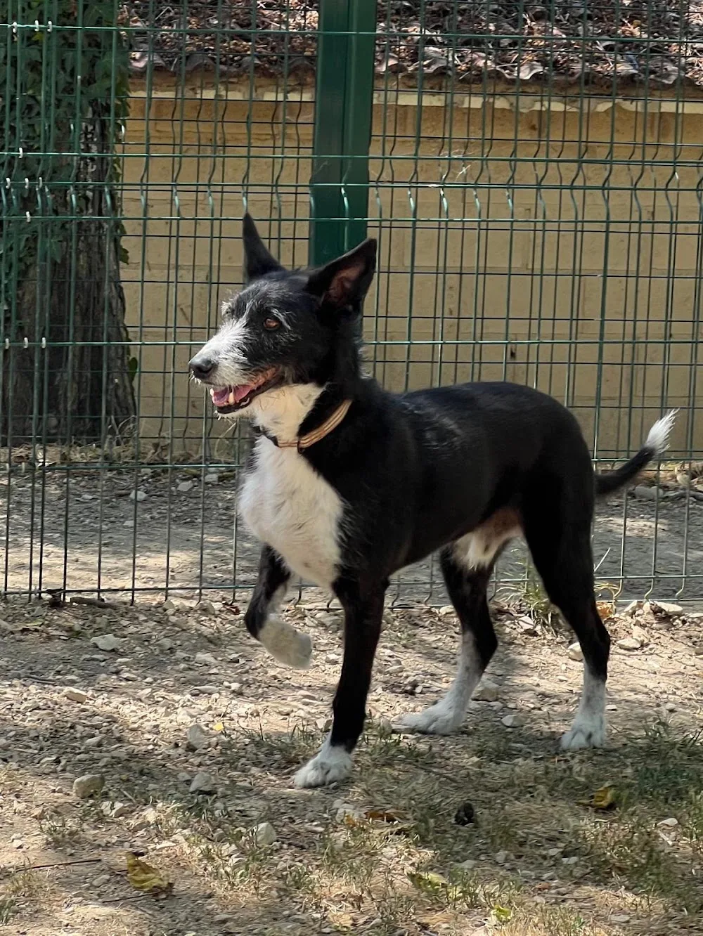Kinder Pet Hotel - Basque Country pet otel görseli 3