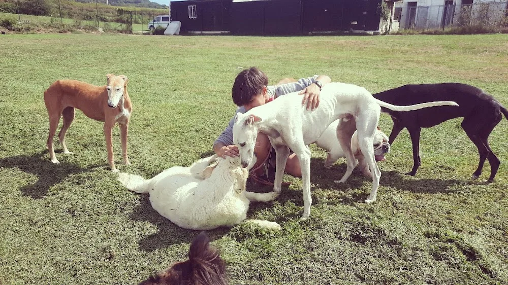 Kireba - Basque Country pet otel