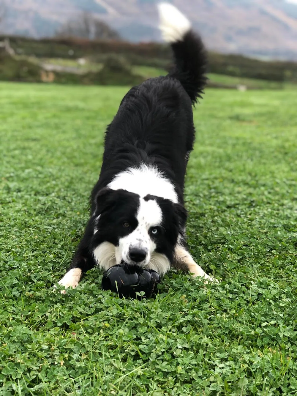 Kireba - Basque Country pet otel görseli 3