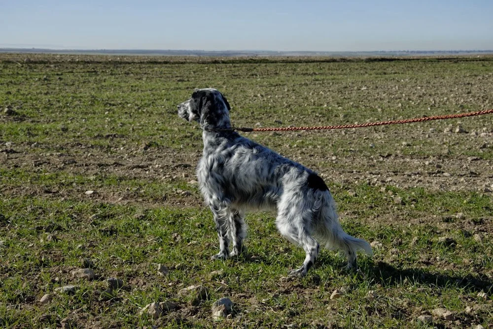 Residencia Hotel Canino Larrañazubi - Basque Country pet otel