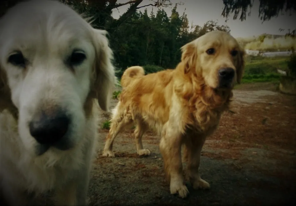 TXAKURARGI - Centro canino - Basque Country pet otel