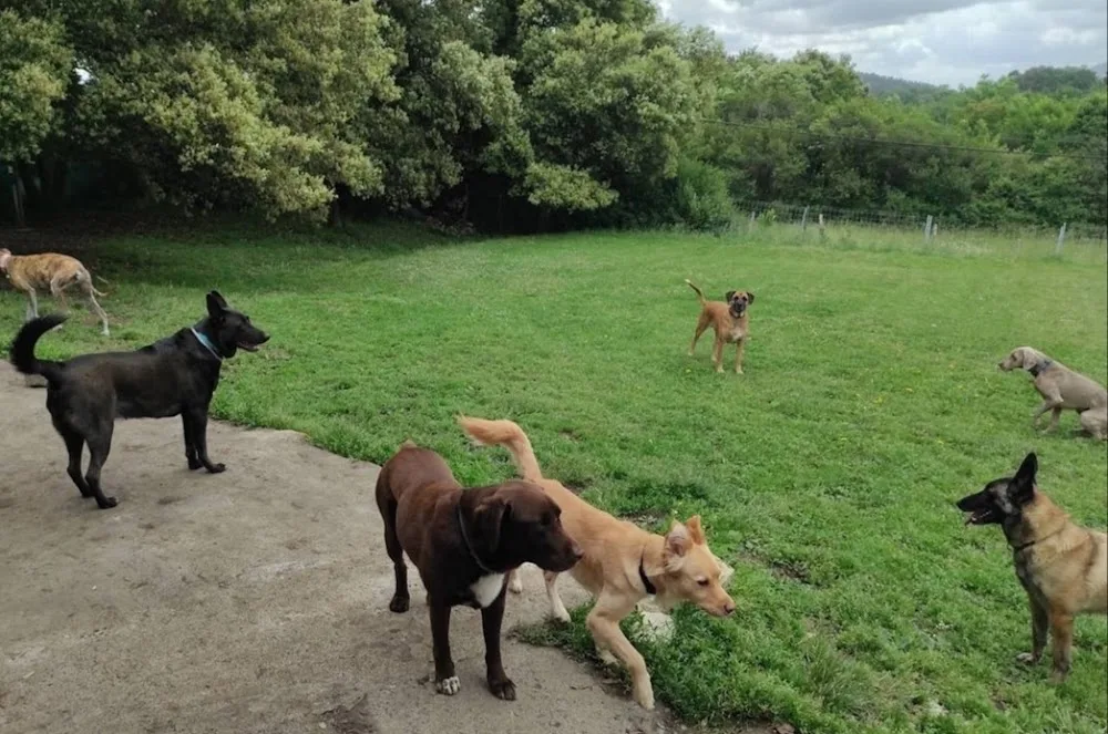 TXAKURARGI - Centro canino - Basque Country pet otel görseli 3