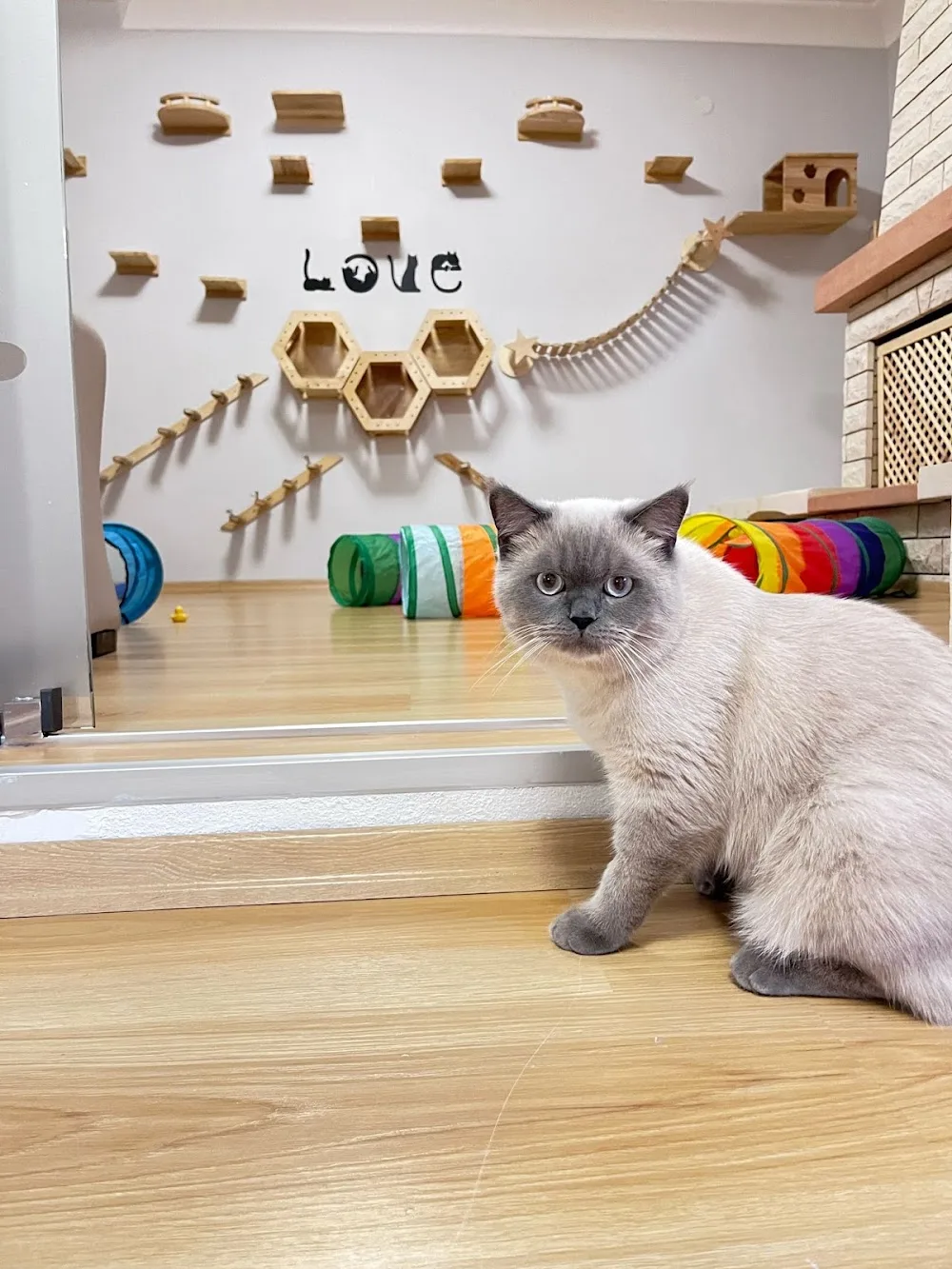 Bastet Kedi Oteli - Ankara pet otel görseli 14