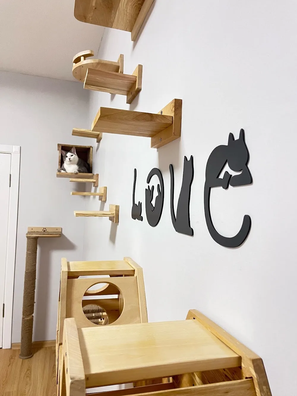 Bastet Kedi Oteli - Ankara pet otel görseli 11