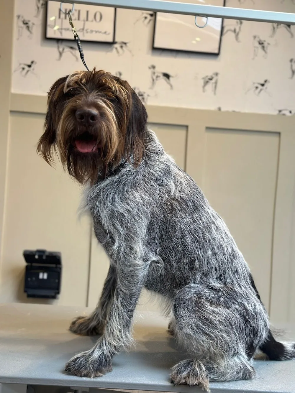 Bath Country Pets - Bath and North East Somerset pet otel görseli 3